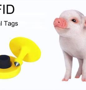 UHF RFID vendos kartën e identitetit te derrat dhe gjurmon jetën e tyre nga lindja deri në therje