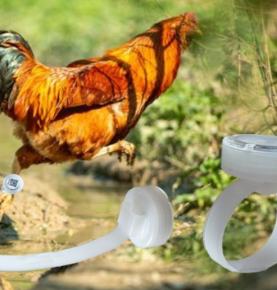 Këmba për numërimin e hapave të pulës me RFID, nyjë për numërimin e hapave të pulës në këmbë RFID, nyjë për numërimin e hapave të pëllumbave RFID, 2.4G RFID për numërimin e hapave